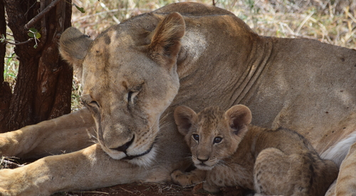 Kingspan_Born Free Foundation_Partnership_Lioness&Cub